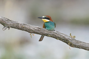 Wonderful portrait of European bee eater (Merops apiaster)
