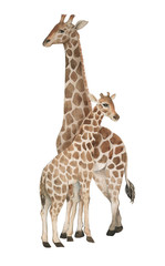 Hand drawn watercolor illustration with cute giraffes. Baby and mother giraffe isolated on the white background © anastasianio