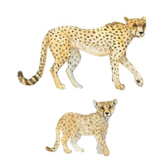 Hand drawn watercolor illustration with cute cheetahs. Baby and mother cheetah isolated on the white background