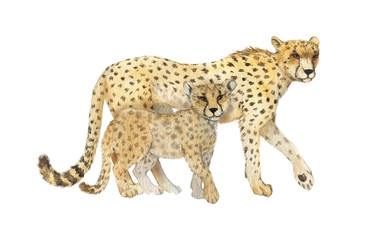 Hand drawn watercolor illustration with cute cheetahs. Baby and mother cheetah isolated on the white background