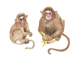 Hand drawn watercolor illustration with cute monkeys. Baby and mother monkey isolated on the white background © anastasianio