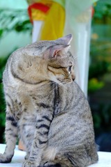 A portrait of black white cat sitting on a shrine of the household in outdoor place