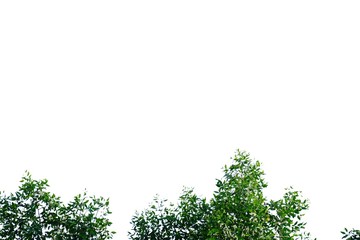 Fototapeta premium Tropical tree leaves with branches on white isolated background for green foliage backdrop 