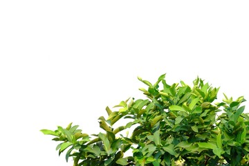 Obraz premium Tropical tree leaves top view on white isolated background for green foliage backdrop 