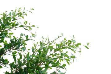 Tropical tree leaf with branches on white isolated background for green foliage backdrop 