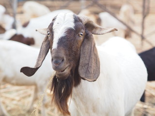 Goat in Farm