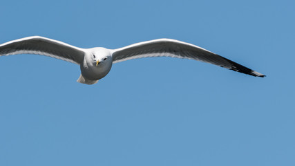 mouette