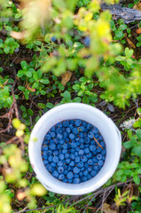Wild Northern berries of juicy blueberries are collected in a bucket among the dense vegetation and unassembled berries in the forest in the autumn.