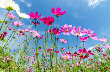 Landscape nature of beautiful cosmos flowers field under bluy sky background 