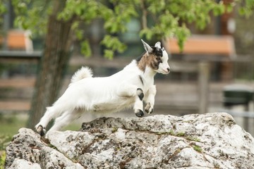 Young goat kit playing and jumping on rock on Farm. Funny baby animal in spring time, countryside, cute and cheerful mammal, amazing nature world