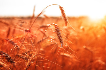 Obraz premium Field of ripe wheat. harvest, agriculture.