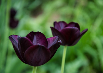 Close-up of a two dark purple tulip flowers with blurred flowers as background, spring wallpaper, selective focus, colorful tulips field