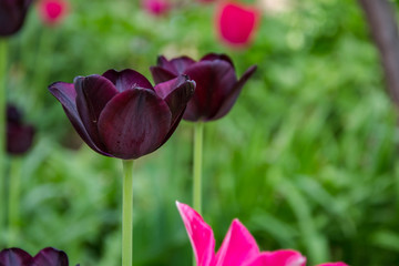 Close-up of a two dark purple tulip flowers with blurred flowers as background, spring wallpaper, selective focus, colorful tulips field