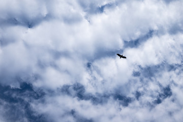 a bird flies against a cloudy sky. silhouette of a bird on a background of clouds. beautiful white cumulus clouds against blue sky. texture of a blue cloudy sky. cloud background