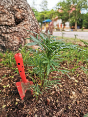 Gardening tools on fertile soil texture background