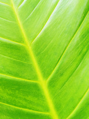 Abstract green leaf texture for background