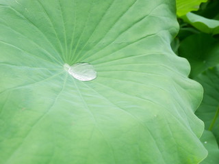 はすの葉