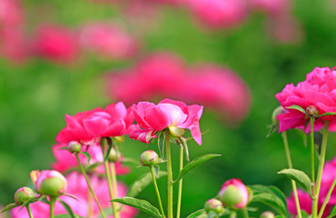 Blooming peony in the garden