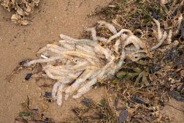 Sea weed wash up on shore