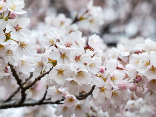 Beautiful Sakura flower or Cherry blossom blooming on flower season in japan