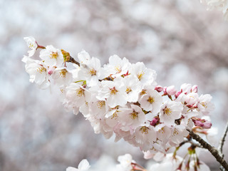 Beautiful Sakura flower or Cherry blossom blooming on flower season in japan