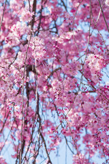 Beautiful Sakura flower or Cherry blossom blooming on flower season in japan
