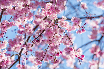 Beautiful Sakura flower or Cherry blossom blooming on flower season in japan