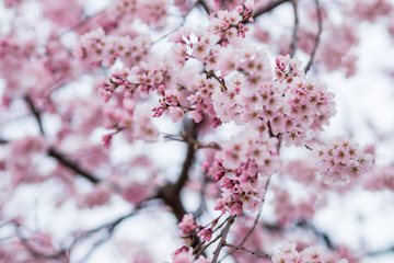 Beautiful Sakura flower or Cherry blossom blooming on flower season in japan