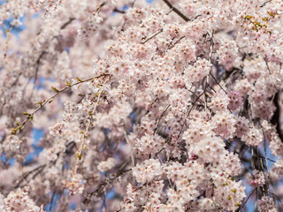 Beautiful Sakura flower or Cherry blossom blooming on flower season in japan