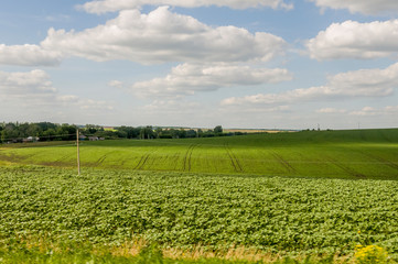 The field with trees far away. Cultivated area. Agriculture. Bright blue sky and green grass 