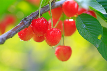 Many ripe cherries, on the tree