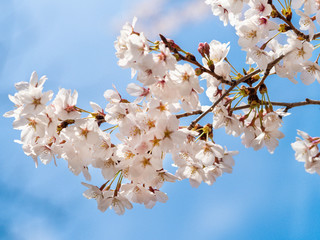 Beautiful Sakura flower or Cherry blossom blooming on flower season in japan