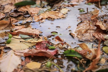 Fall Puddle