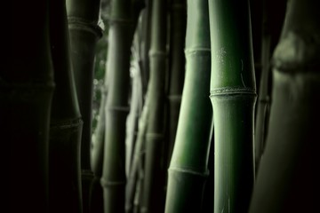 Morning mild sunshine and shadow on surface of green bamboo stems are growing with blurred natural background in dark tone and low key style, plant life and light for growth concept, selective focus
