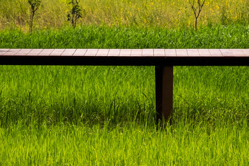 Rice field with walk way