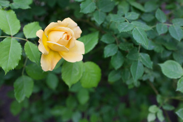A bush of yelllow roses in summer sunset backlight. selective focus macro shot with shallow DOF