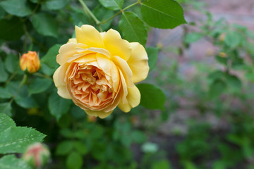 A bush of yelllow roses in summer sunset backlight. selective focus macro shot with shallow DOF
