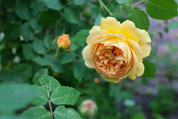A bush of yelllow roses in summer sunset backlight. selective focus macro shot with shallow DOF