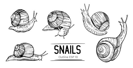 Set of outlines snails. Hand drawn illustration converted to vector © aksol
