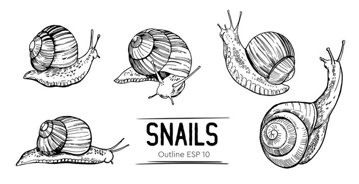 Set of outlines snails. Hand drawn illustration converted to vector