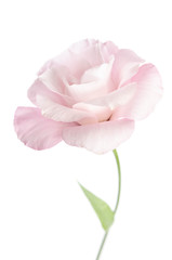 Beautiful Eustoma flower isolated on white background