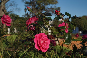Rosas de distintos tipos en el Rosedal