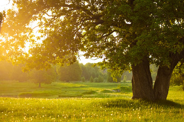 Old oak trees at summer evening with sunbeams shining thru leaves
