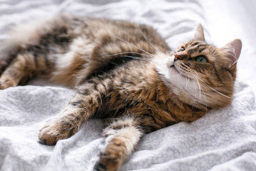 Cute cat relaxing on white bed in sunny bright stylish room. Maine coon with green eyes lying and looking with funny emotions on comfortable bed. Space for text