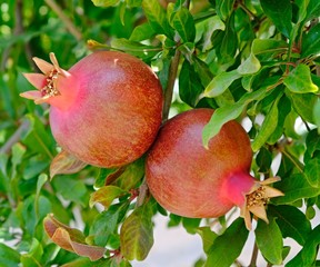Garnet. Pomegranate tree with fruits, illuminated by the morning sun.