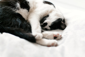 Cute kitty adorable sleeping on white bed. Sweet black and white cat resting on bed, sleeping in morning. Soft, comfortable and cozy moment. Sleepy cat hugging his paws. Space for text