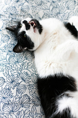 Sweet black and white cat with moustache yawning, resting on bed in morning. Comfortable and cozy moment. Funny Sleepy cat. Cute kitty adorable sleeping on stylish sheets. Space for text