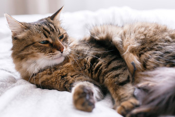 Cute cat playing with mouse toy on white bed in sunny stylish room. Maine coon with green eyes playing with with funny emotions on comfortable bed. Space for text .