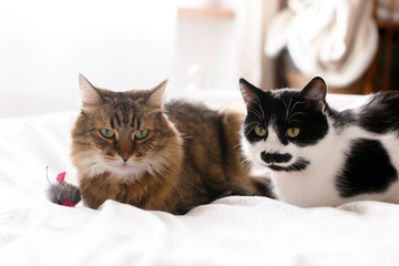 Two cute cats sitting with toy mouse on white bed in sunny stylish room.Maine coon and black and white cat with moustache relaxing with funny faces on comfortable bed. Space for text