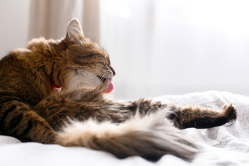 Maine coon cat grooming and lying on white bed in sunny bright stylish room. Cute cat with green eyes and with funny adorable emotions licking and cleaning fur. Space for text - obrazy, fototapety, plakaty